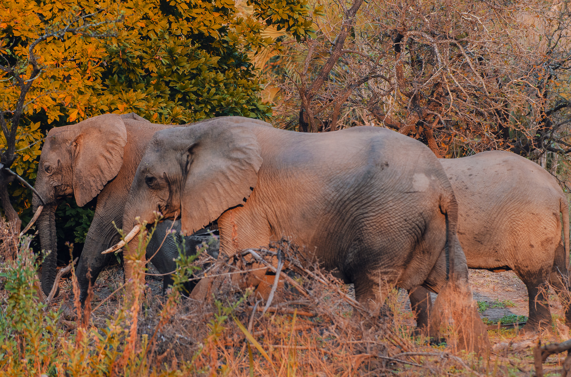 Elephants and marulas  -  a call for a more nuanced approach to nature’s drama in Kruger National Park