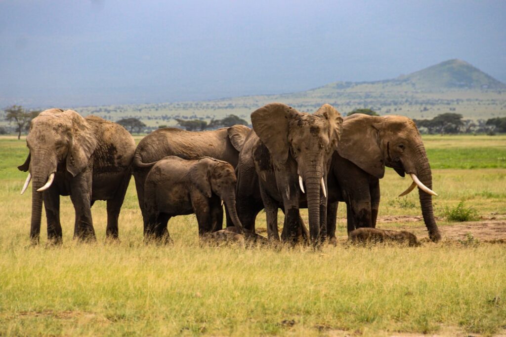 Challenging misconceptions — the positive impact of elephants on savanna dynamics
