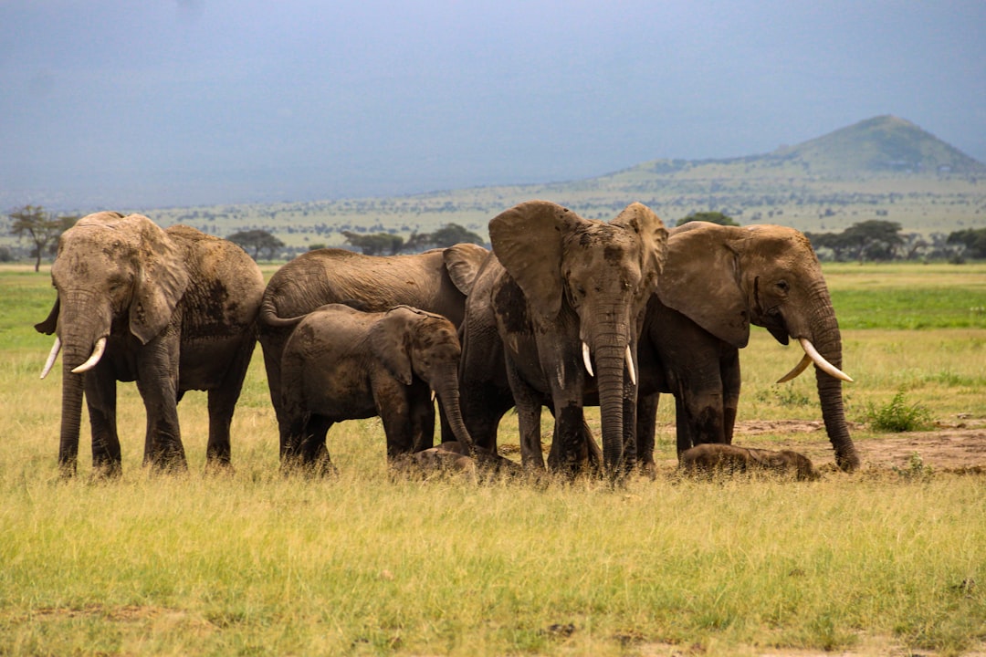 Challenging misconceptions  -  the positive impact of elephants on savanna dynamics