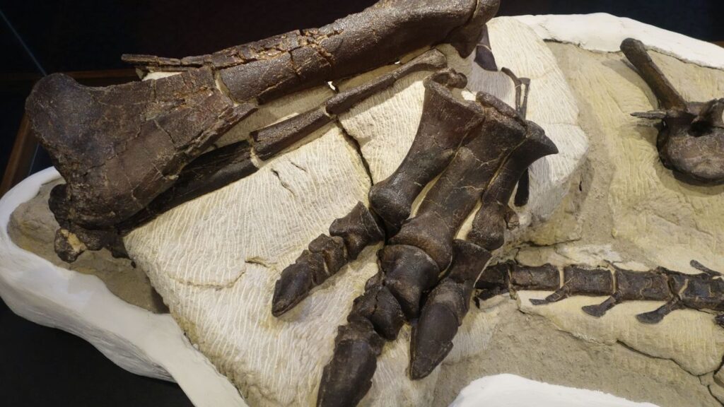 New Fossil Discoveries Are Rewriting the Timeline of Life on Earth