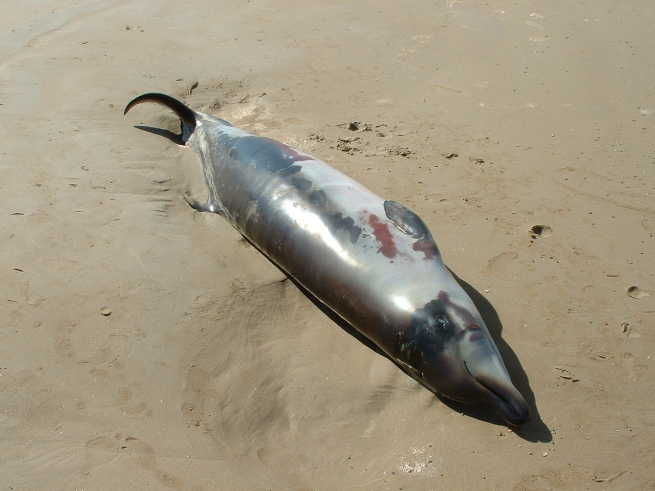 Beaked whale found dead on Cyprus beach