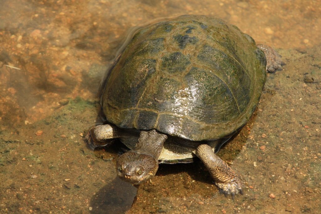 Understanding Turtle Lifespans: A Comprehensive Guide