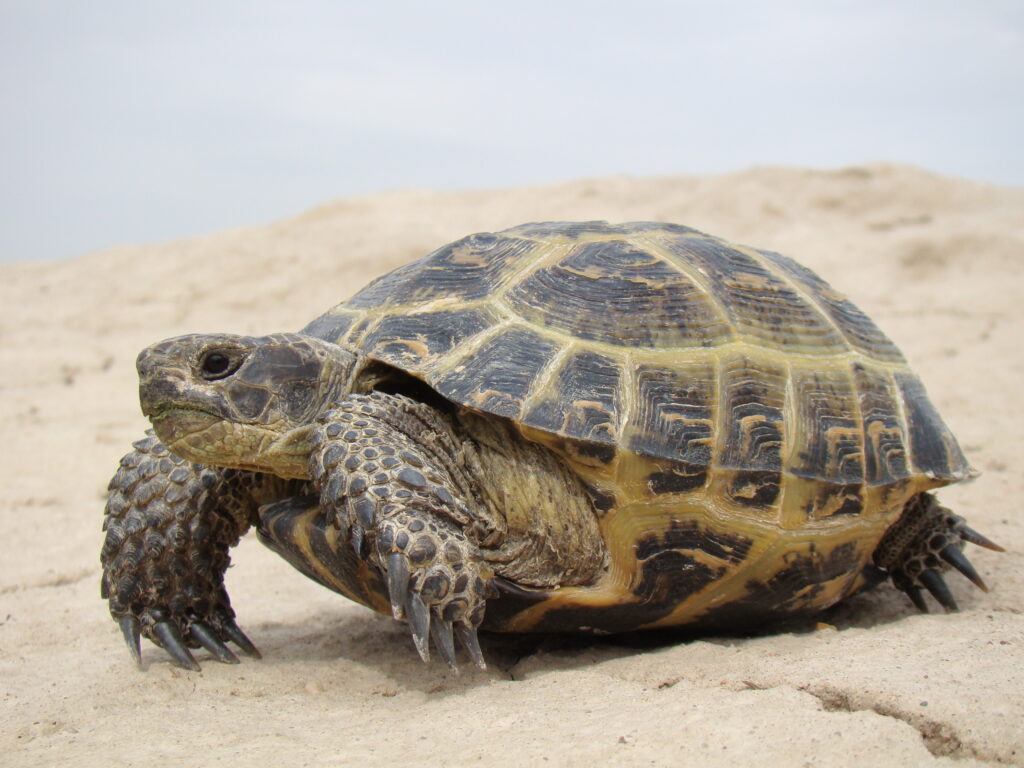 Understanding the Lifespan of Russian Tortoises