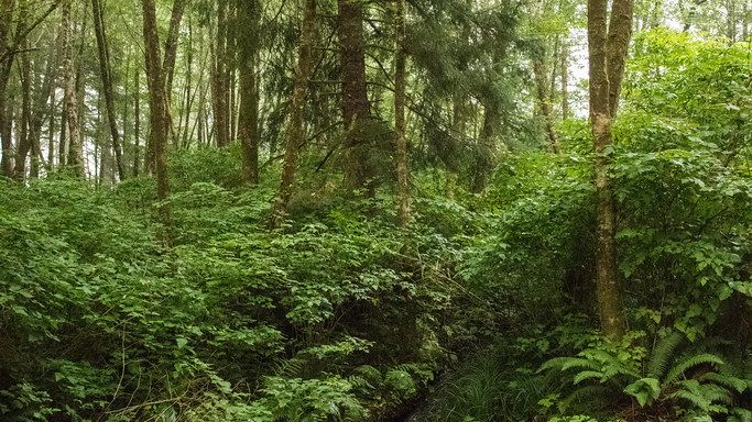 Conservation Challenges: 7 Ways We Can Protect Ancient Ecosystems Today