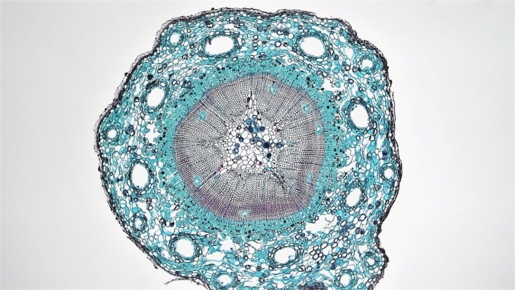 From Single Cells to Complex Life: The Billion-Year Journey of Evolution