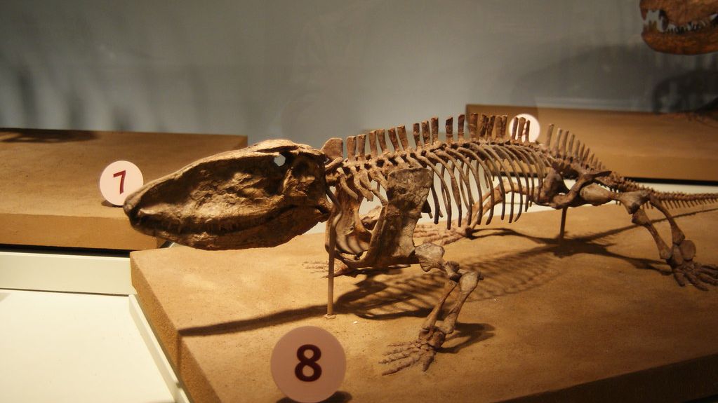 The Great Dying: How a Single Event Reshaped the Course of Evolution