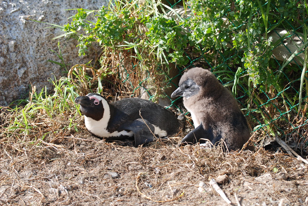 New African Penguin Chicks Spark Hope for Species