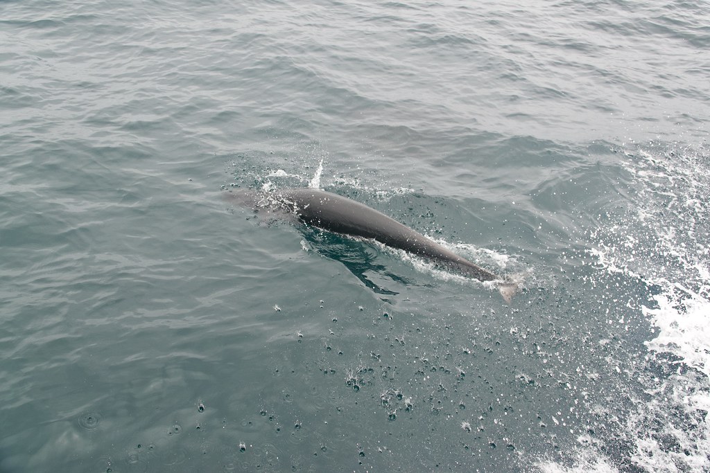 Critically endangered North Atlantic right whale found dead off US coast