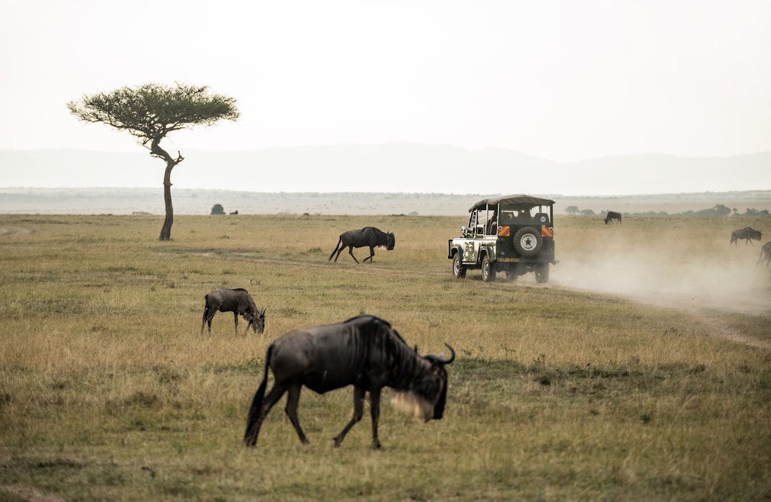 What inspires me about African safaris