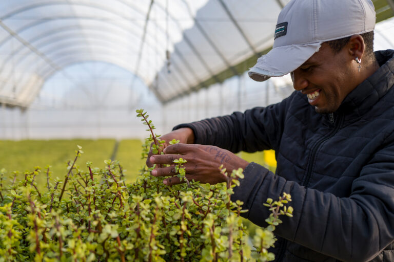 UN recognition is latest boost to restoring spekboom across South Africa’s semidesert Karoo