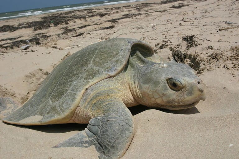 Texas sea turtles have lost a conservation hero (commentary)