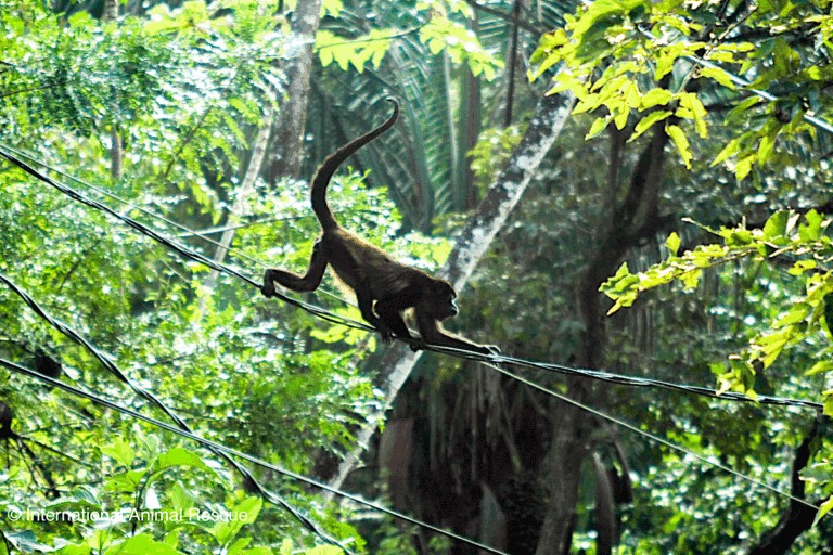 Costa Rica’s top court orders action to shield wildlife from power line hazards