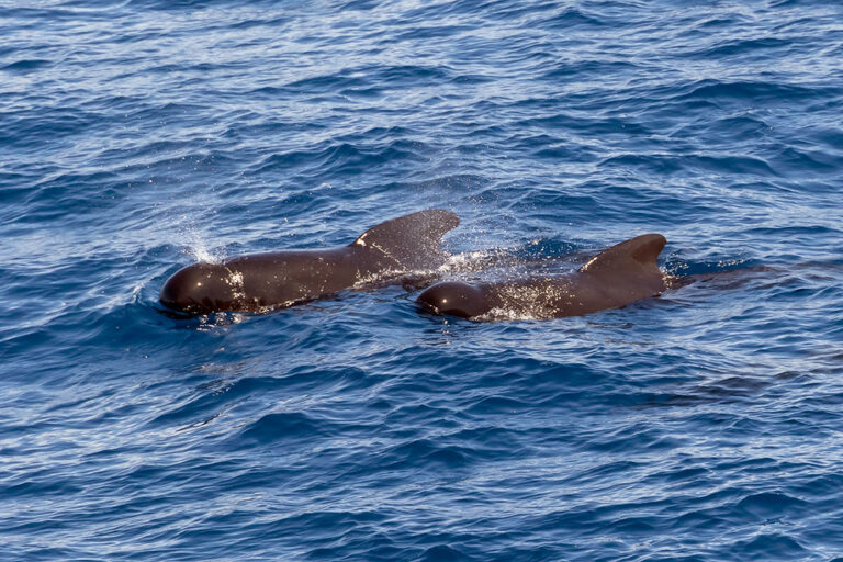 PFAS ‘forever chemicals’ are falling in North Atlantic whales after phaseout