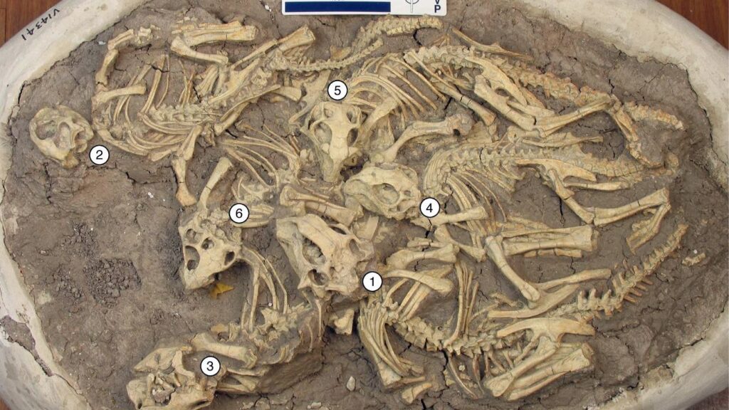 8 Ways Paleontologists Uncover the Secrets of Dinosaur Social Life