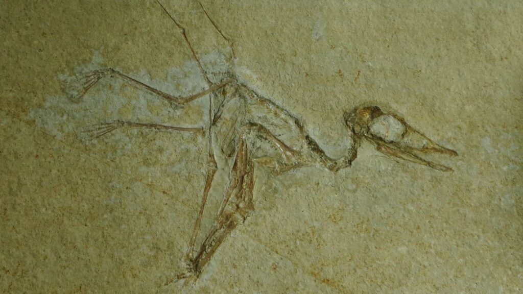 8 Scientific Breakthroughs That Changed Our Understanding of Pterosaurs