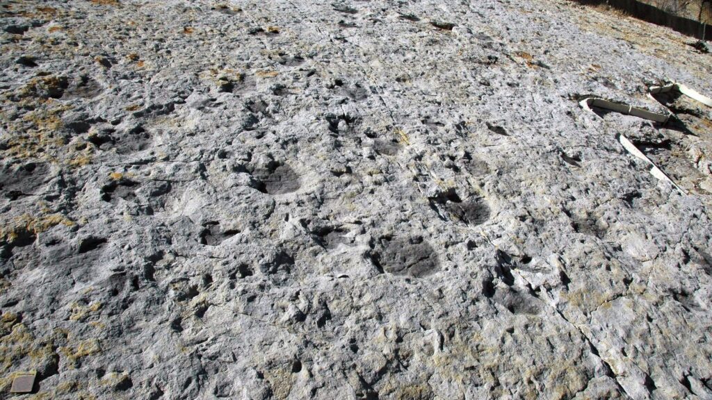 Fossilized Footprints Uncover Dinosaurs' Unexpected Parental Care Behaviors