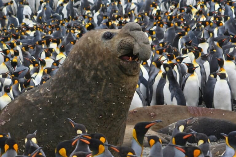 Southern elephant seals recover in Southern Africa, but global picture is mixed