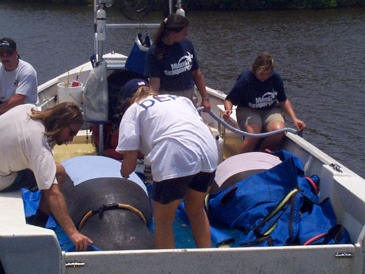 Mass Manatee Release Includes Three Former Cincinnati Zoo Residents