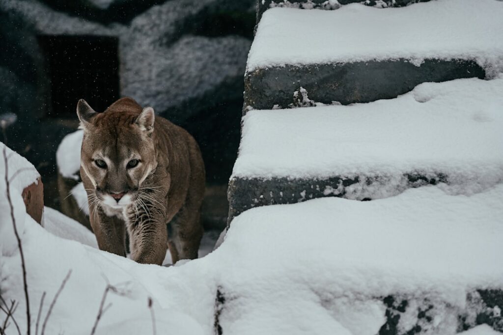 Cougars and wolves fight like cats and dogs over prey