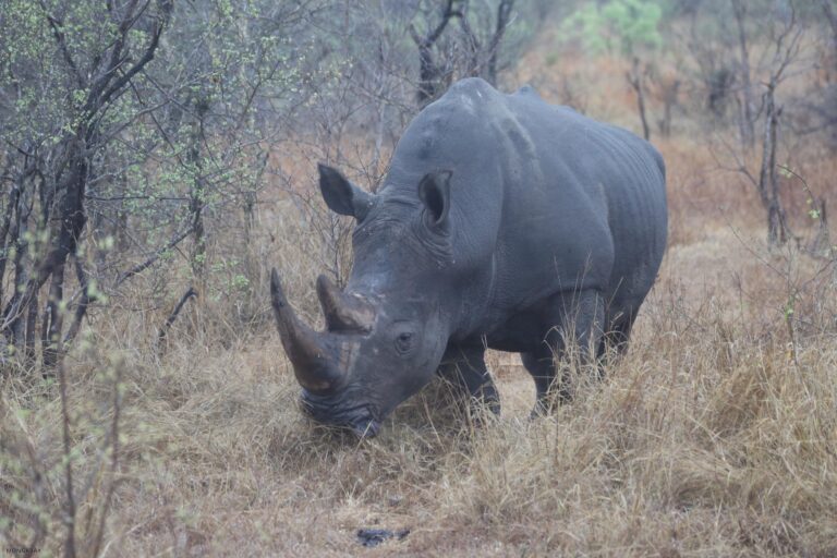 ‘Ridiculous’ plan developed at Florida zoo saves wild rhino’s eyesight in Africa