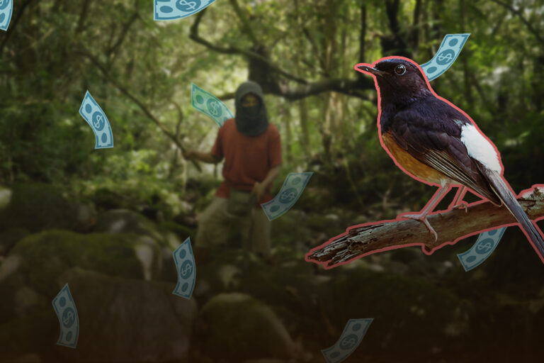 The most desirable songbird in Indonesia is disappearing from the wild
