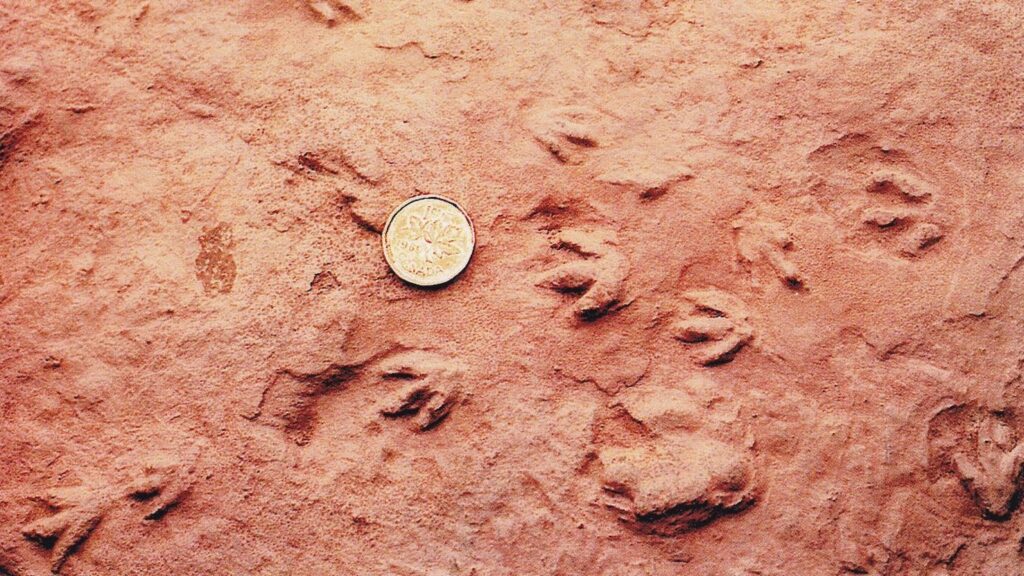 Dinosaur Footprints Offer a Window into Prehistoric Behaviors