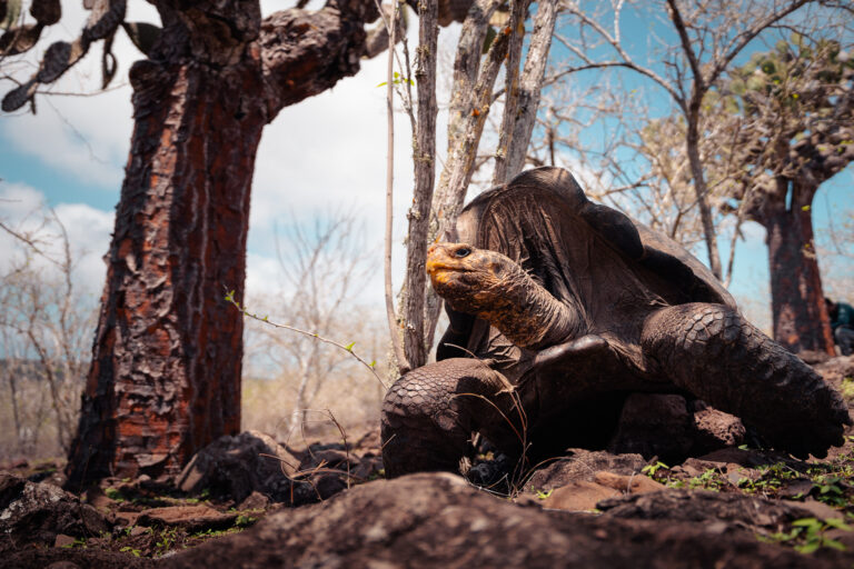 Giant tortoises return to Galápagos island 180 years after relatives went extinct