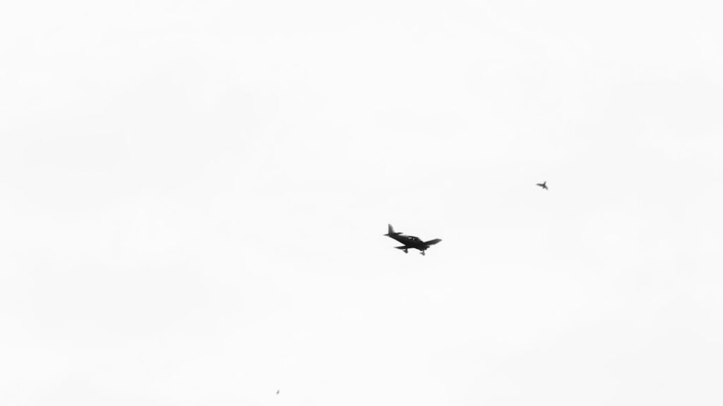 LISTEN: When wildlife and aviation collide