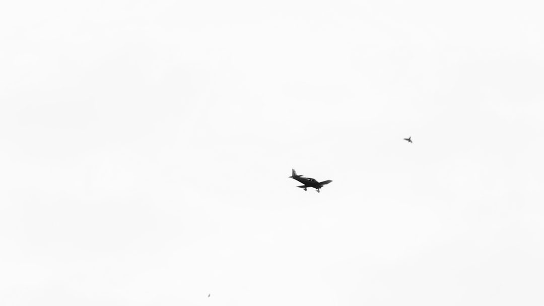 LISTEN: When wildlife and aviation collide