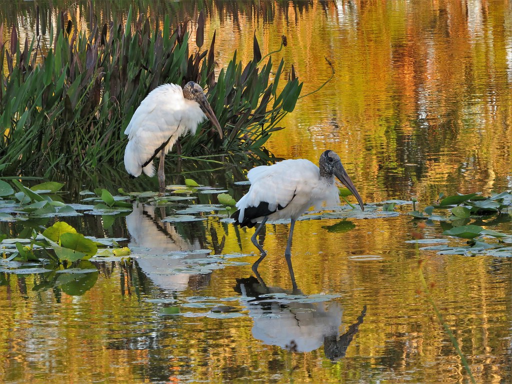 Wood storks deliver a bundle of good news