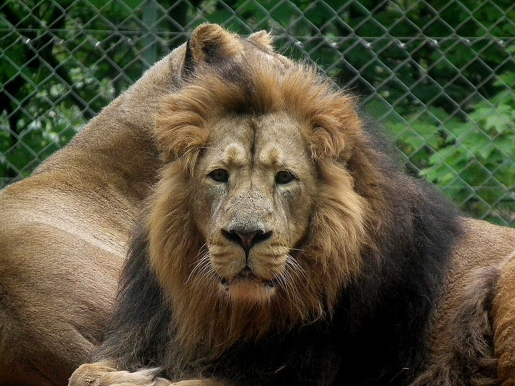 Provincial backing to phase out captive lion industry tests hand of new environment minister