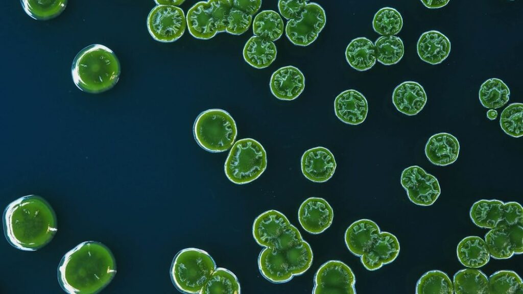 The Unseen Lives of Prehistoric Microbes: Earth's First Inhabitants