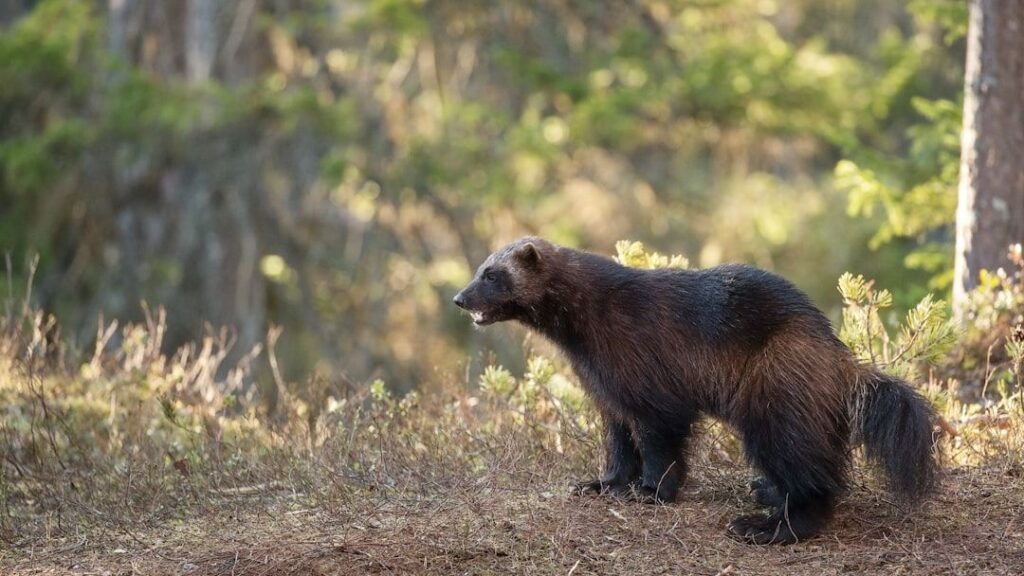 10 Endangered US Species and How We Can Help Them Survive