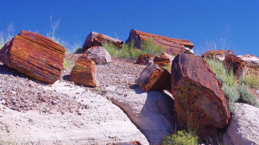 The Earth's Earliest Forests Were Unlike Anything We See Today