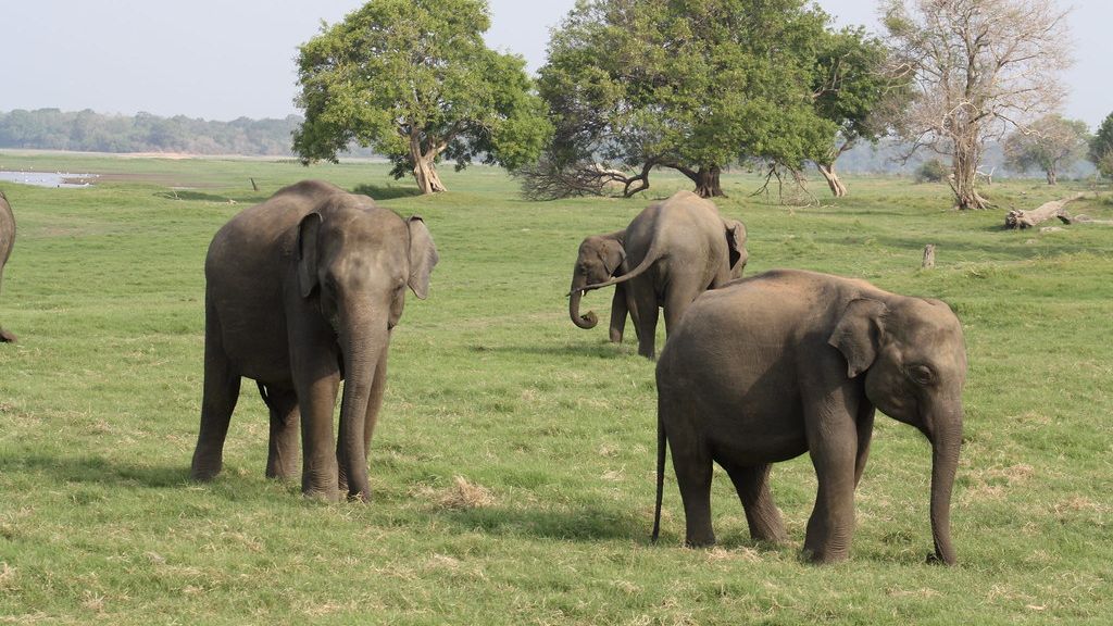 9 Fascinating Behaviors of Modern Animals with Ancient Roots