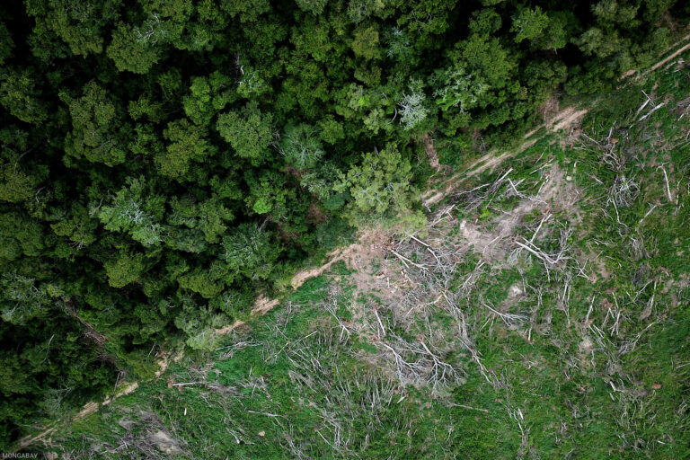 The cost of compliance with the EUDR will limit its impact on reducing deforestation (commentary)