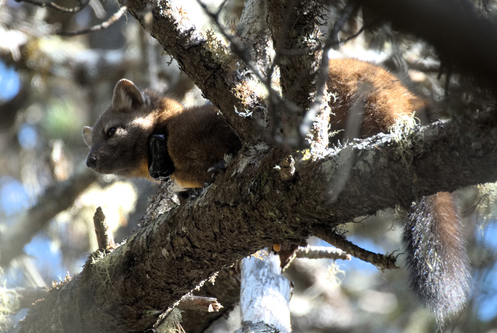 Rare marten spotted in California