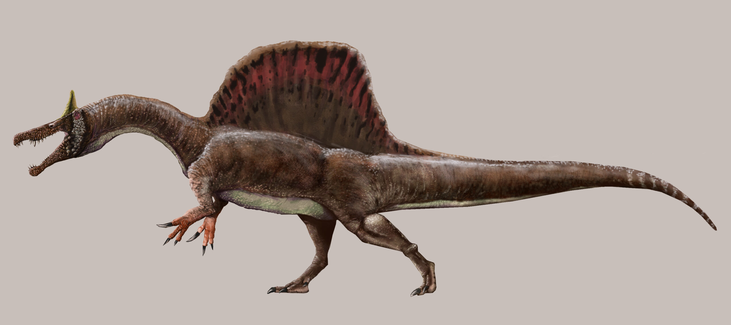 Newly discovered dinosaur species was a fish-eater with a huge horn