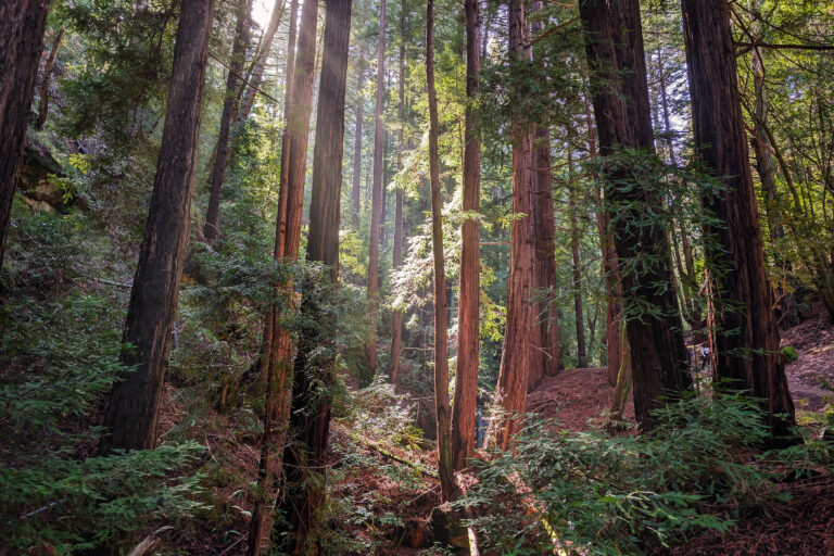 Measuring what works in conservation