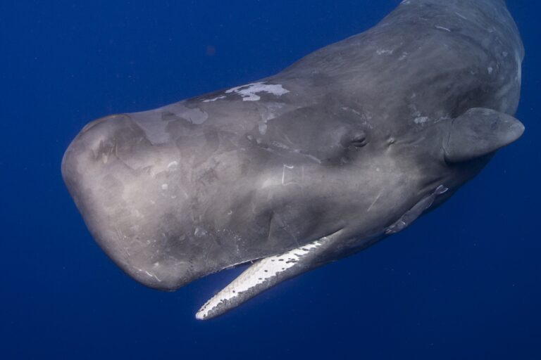 Azores dodges proposal to overturn no-fishing zones in its giant new MPA network