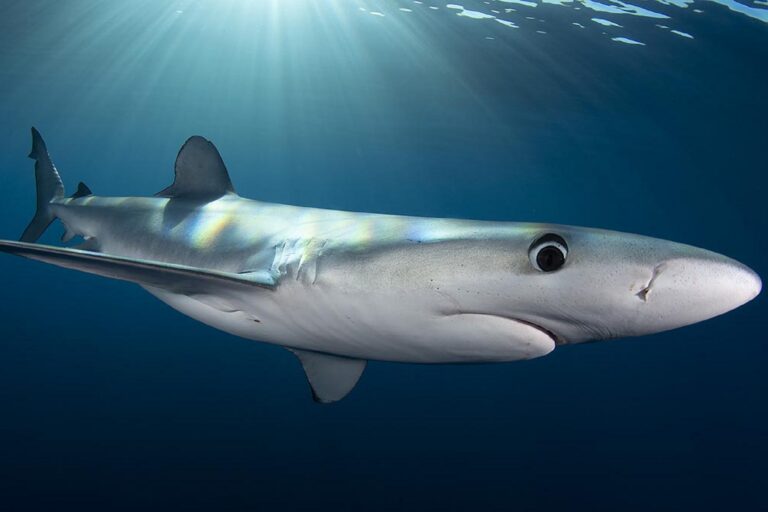 It’s electric: Scientists develop cheap way to keep sharks off fishing hooks