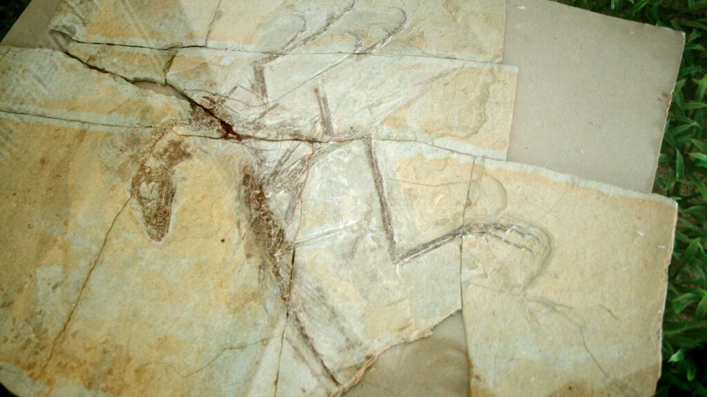 11 Iconic Dinosaur Discoveries That Sparked Global Excitement and Debate