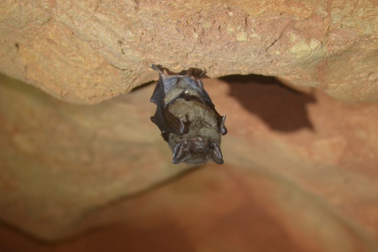 In Myanmar’s limestone hills, people and bats are often too close for comfort