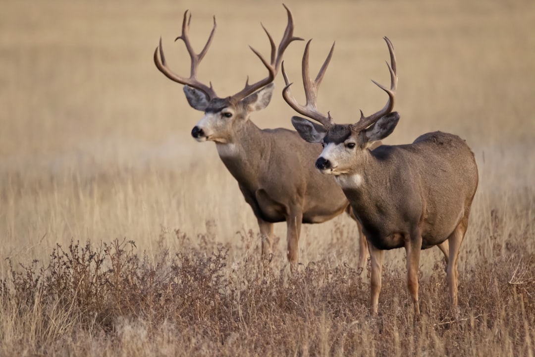 Hired guns will remove nonnative mule deer