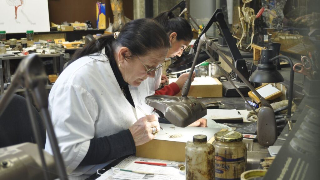 How Do Paleontologists Reconstruct Dinosaurs from Fragmented Bones?