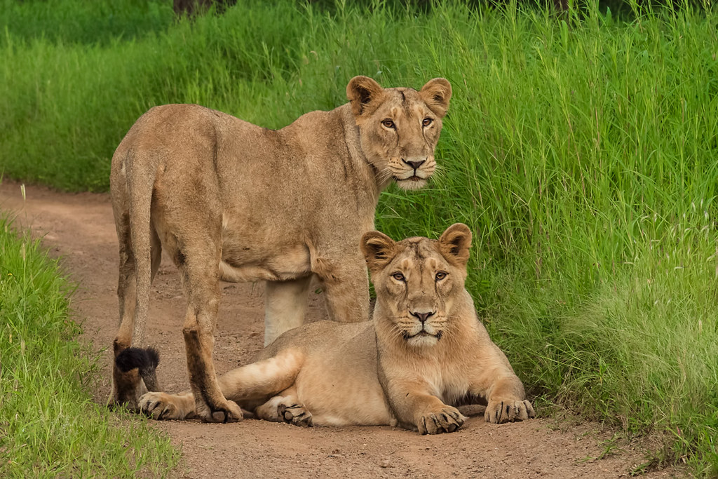 Lioness Challenges Male Lion In Dramatic Showdown At Gir National Park