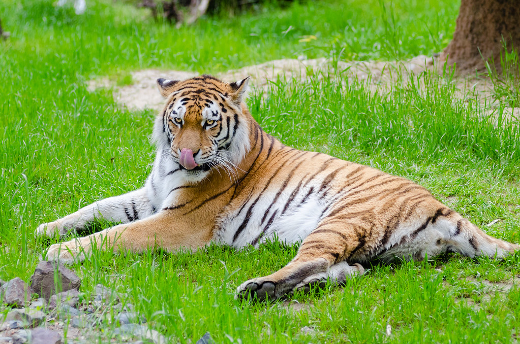 Lone tiger completes one-year stay in Gujarat | Ahmedabad News