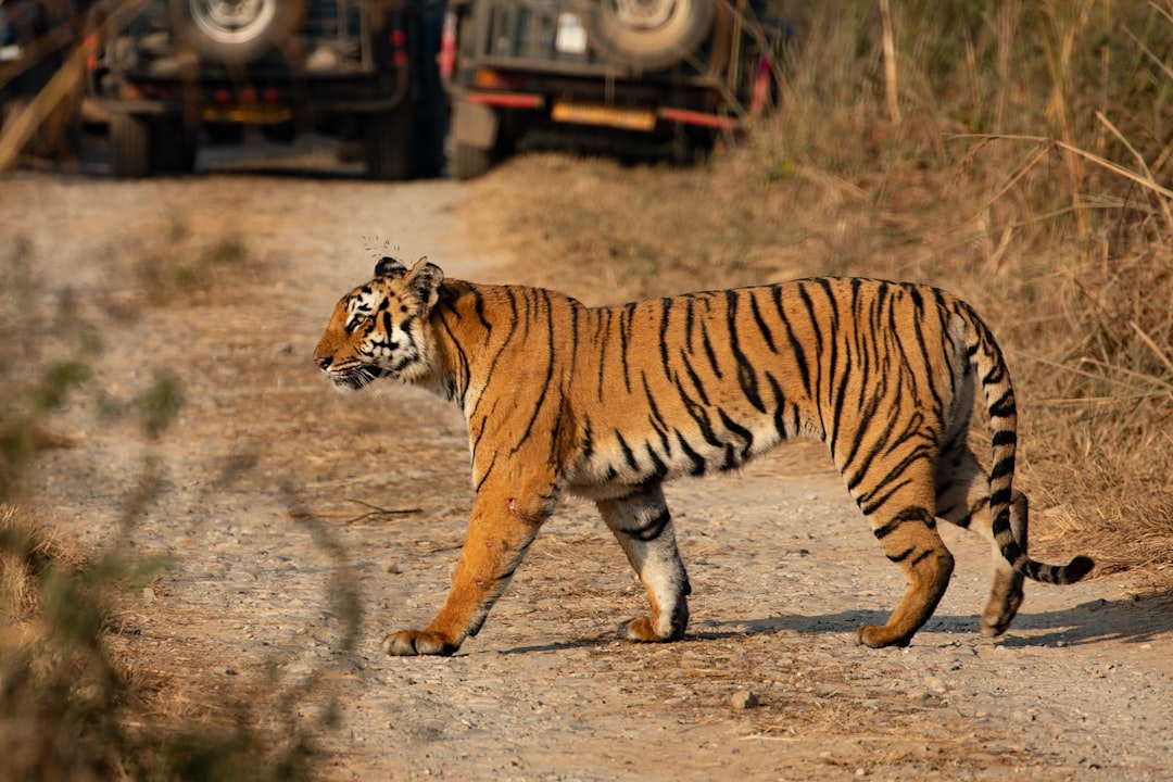 Hidden wild treasures: uncover India's most untamed safari secrets