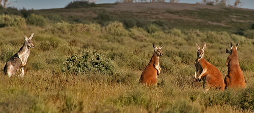 Australia spends $18b more on harming nature than protecting it: Study