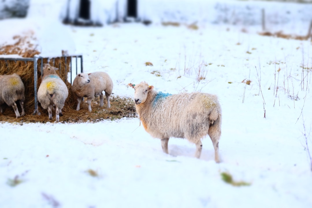 7 Rescued Farm Animals Who Will Brighten Your Winter